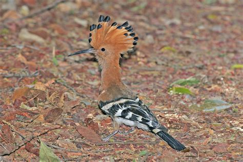 Madagascar Birding Tours Birdwatching Tours Birdquest