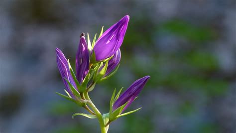 A favourite old cottage garden plant. Campanula latifolia L1050413 | "Campanula latifolia, the ...