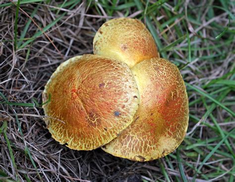 Nw Indiana Mushrooms Mushroom Hunting And Identification Shroomery