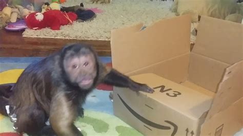 Capuchin Monkey Having Fun With A Box Youtube