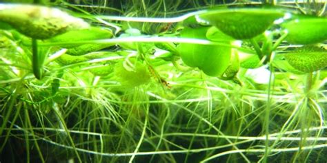 Maybe you would like to learn more about one of these? Benefits of Having Floating Aquarium Plants | TAG
