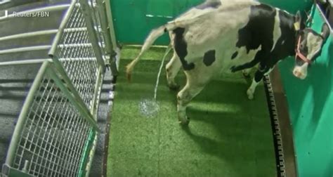 ¿se puede enseñar a las vacas a ir al baño una investigación probaría que es posible y que esto