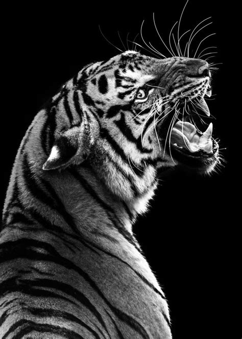 Wild Angry Tiger Head Poster By Mk Studio Displate In 2021 Tiger