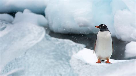 Gentoo Penguin Video Bing Wallpaper Download