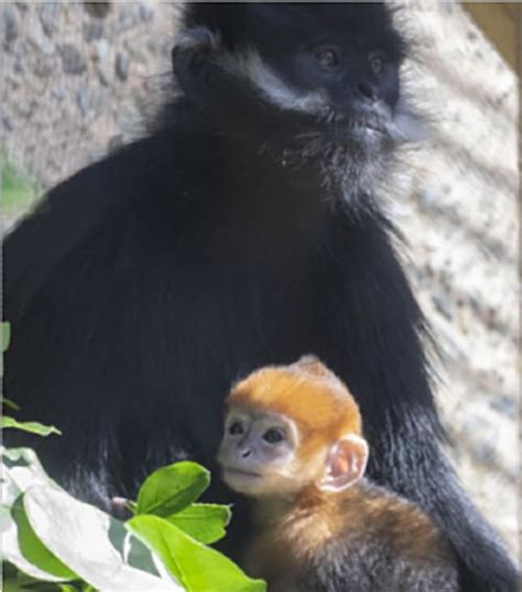 Endangered Baby Monkey Born At Sf Zoo