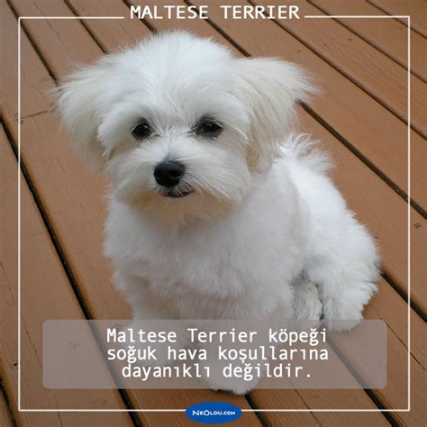 Maltese Terrier Köpeği Hakkında Bilmeniz Gereken 10 Şey