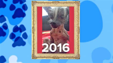 2016 Ugliest Dog Competition Winner Announced Video Abc News