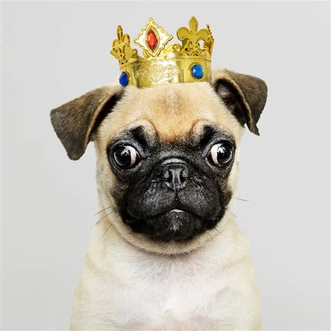 Free Psd Pug Puppy Wearing Crown