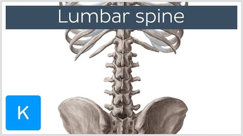 Lumbar Spine Anatomy And Function Human Anatomy Kenhub Youtube