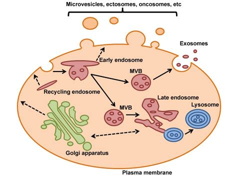 Cell Structure The Function Of Golgi Apparatus Endosomes And