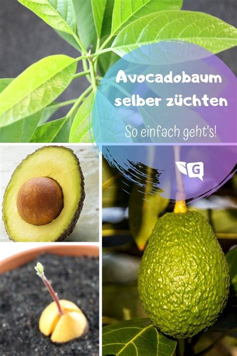 Avocado Avocadobaum Züchten Pflanzen Und Pflege Gartendialogde
