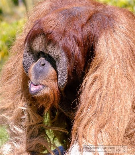 Orangutan Clipart Photo Image Orangutan Shaggy Reddish Fur