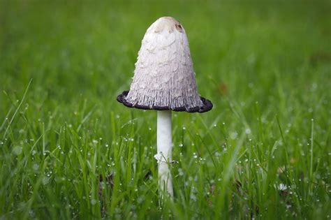 All the Types of Edible Mushrooms Explained With Pictures - Tastessence