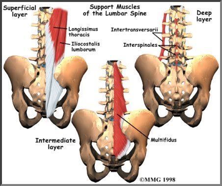 Lower border of ribs ix to xii just lateral to their angles. Physical Therapy in Perrysburg for Lower Back