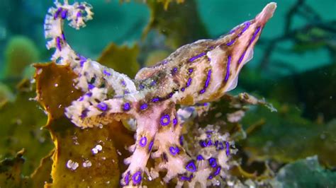 Free Download Blue Ringed Octopuses Are Among The Deadliest Animals In