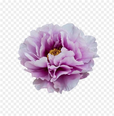 Purple Flower Transparency PNG Image With Transparent Background TOPpng