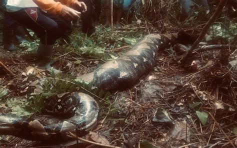 Bernama Missing Indonesian Womans Body Found Inside Python