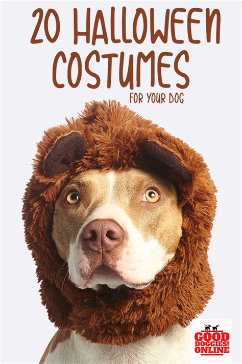 20 reasons we're grateful for food allergies Superhero Costumes for Dogs | Top 20 Dog Halloween ...