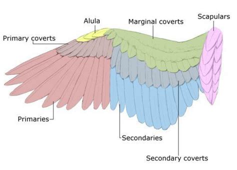 Position And Layering Of Feathers On An Eagle Wings Drawing Wing