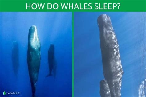 How Do Whales Sleep Without Drowning Unihemispheric Sleep In Whales