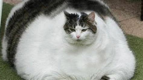 Top 10 Fattest Cat Videos On Youtube Funny Fat Cats Video