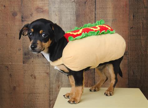 Dog Hot Dog Costumes Where To Find Them Plus Diy Tips And Dress Up Ideas