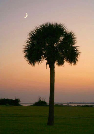 Palmetto Tree State Tree South Carolina Sc