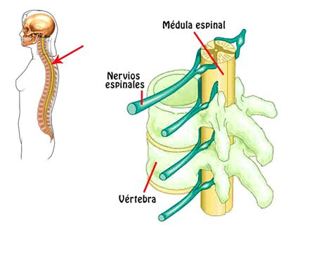 Biología Ciclo Básico La MÉdula Espinal