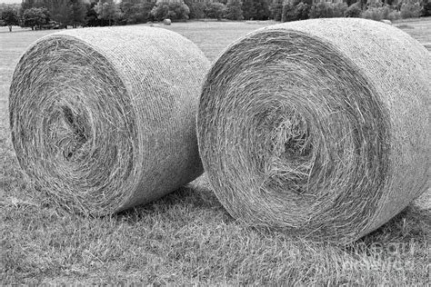 Round Hay Bales Black And White Photograph By James Bo Insogna