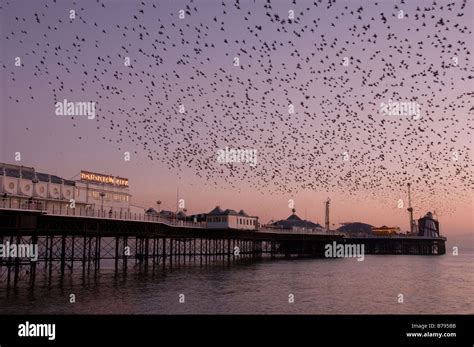Brighton Pier With Starlings Stock Photo Alamy