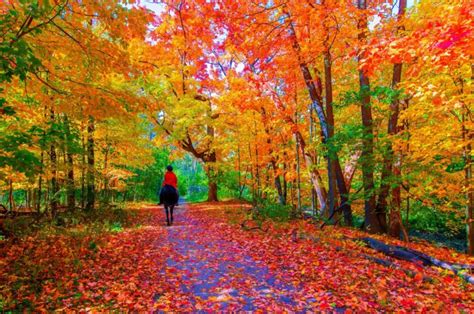 Leaves Horse Path Trees Fall Colors Wallpapers Hd Desktop And