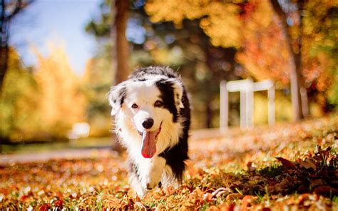 Cute Dog In Romantic Autumn Wallpapers And Images Wallpapers