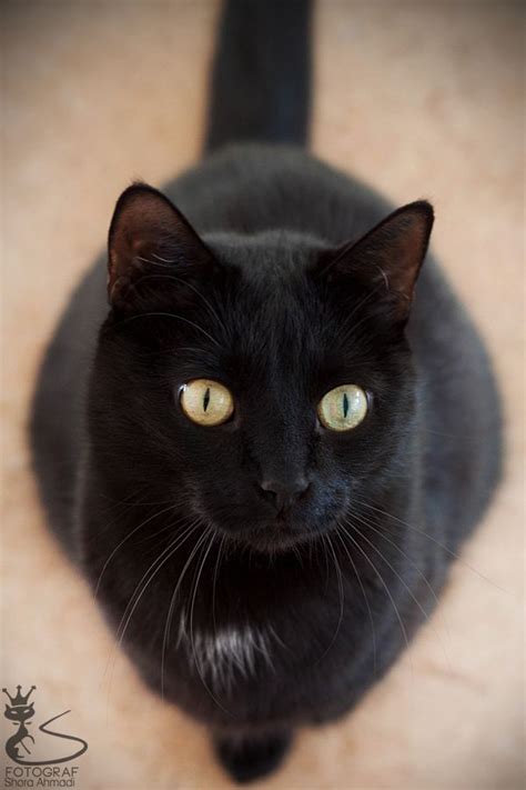 The black cat with yellow eyes. Best ideas about Breeds Catloversdiary, Black Cats With ...