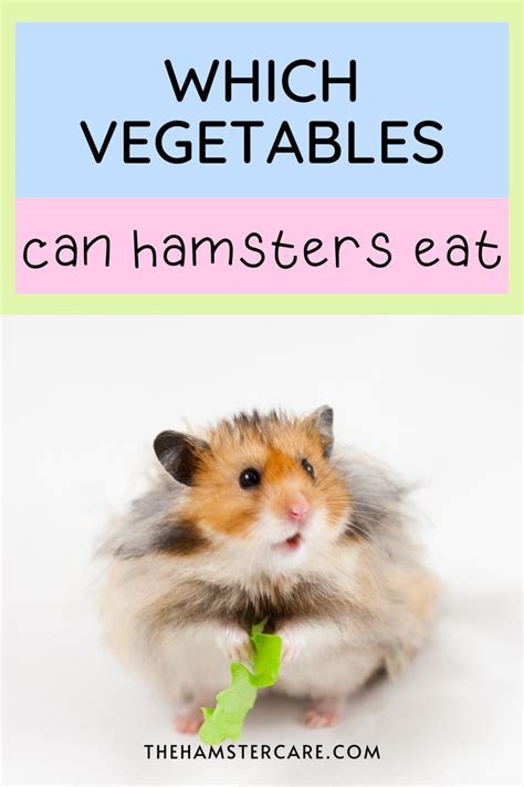 what vegetables can hamsters eat artofit