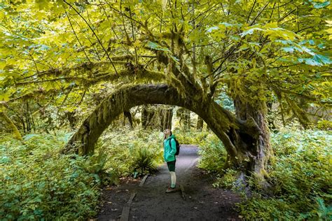 Incredible Hoh Rainforest Hikes In Olympic National Park Uprooted