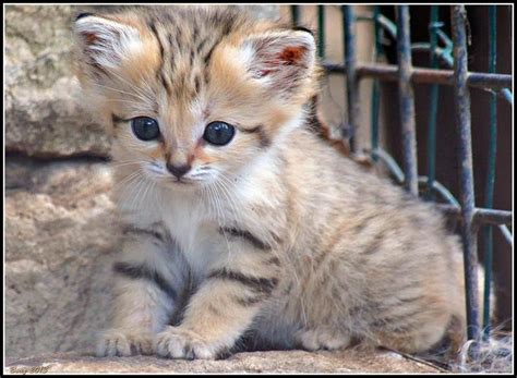 Baby Sand Cat To Precious Not To Share Pixdaus Sand