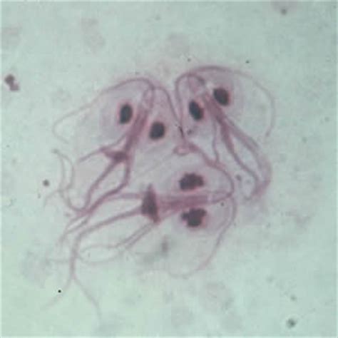 General Information Giardia Parasites Cdc