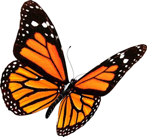 Butterflies Png Image Butterfly Png Images Image Images