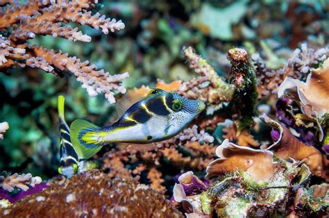 Blacksaddle Filefish Photograph By Georgette Douwma Science Photo Library Pixels