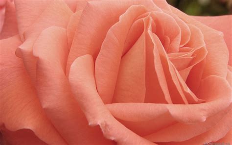 Nature Wallpaper With Peach Colored Rose Flower Hd Wallpapers