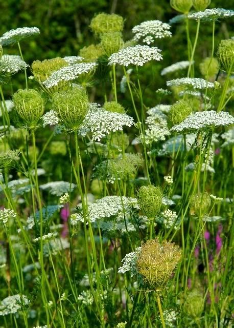 Carota root is edible while young, but it quickly becomes too woody to consume. Queen Anne's lace--favorite wild flower. | Queen annes ...