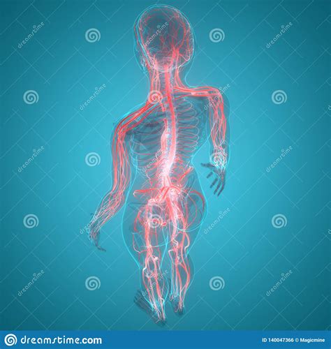 Human Body Complete Nervous System Anatomy Stock Illustration