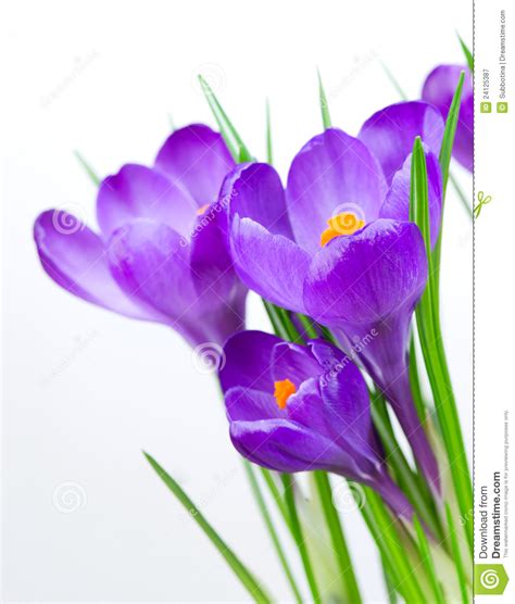 Check spelling or type a new query. Krokus-Frühlings-Blumen Lizenzfreie Stockfotografie - Bild ...