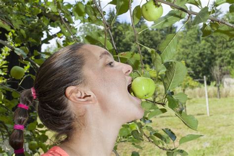 Pretty Young Woman Eating Organic Apples From An Apple Tree Stock Photo