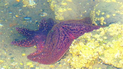 Pisaster Ochraceus Purple Sea Star Ochre Sea Star Ochre Flickr