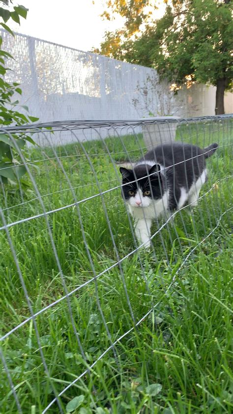 How To Build An Outdoor Cat Tunnel Artofit