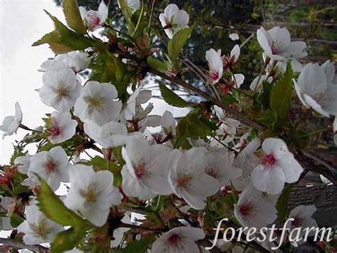 Tree bark colors range from white to dark brown and the bark textures can range from rugged and peeling to smooth. Flowering Tree Identification | Prunus Snow Goose - White ...