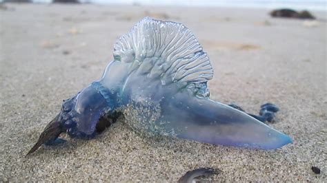 Bluebottle Jellyfish On North Auckland Beach Nz Youtube