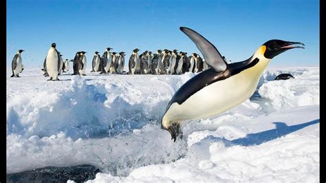 Emperor Penguin Facts The Largest Penguins Alive Youtube