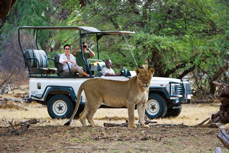 A315 Feat900x600 Zimbabwe Safari Package Game Drive Lion Davisons2011